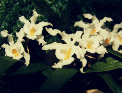 Coelogyne_cristata.jpg