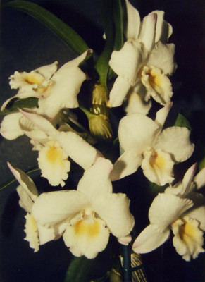 Dendrobium_nobile.jpg