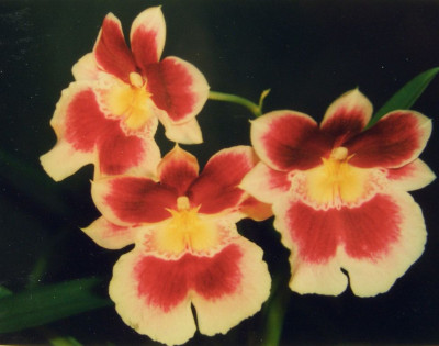 Miltoniopsis_2.jpg