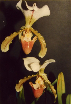 Paphiopedilum_Leeanum.jpg