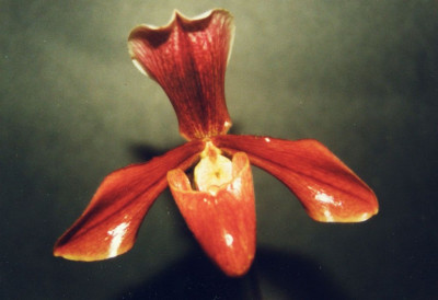 Paphiopedilum_Harrisianum.jpg