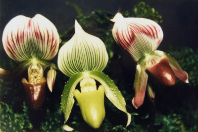 Paphiopedilum_callosum_und_Maudiae.jpg