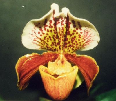Paphiopedilum_Daiboth.jpg