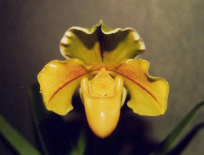Paphiopedilum_Harry_Stage.jpg
