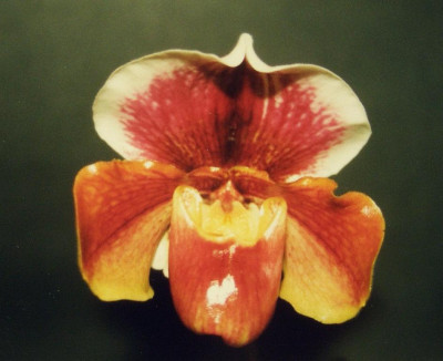 Paphiopedilum_Paeony.jpg