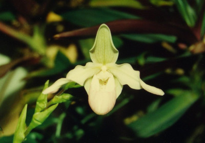 Phragmipedium_schlimii.jpg