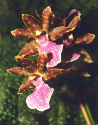 Zygopetalum_1988.jpg