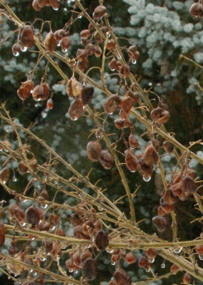 2006-01-06_halimodendron_halodendron.jpg