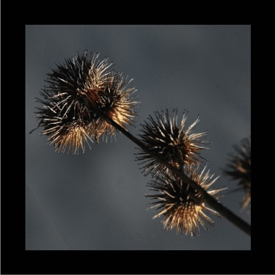 Verbluhtes_3_15-01-06.jpg