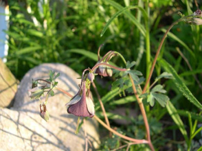 garten22-270404-0045k.jpg