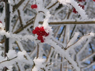 Lonicera_eis2.jpg