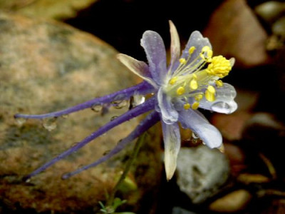 aquilegia_scopularia-w.jpg
