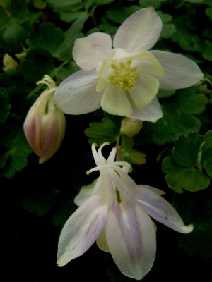 aquilegia_flabellata_2-w.jpg