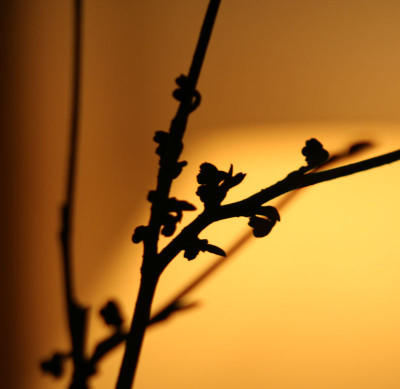 Hamamelis-2.jpg