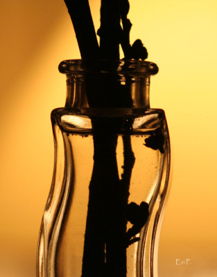 Hamamelis-Vase-3.jpg