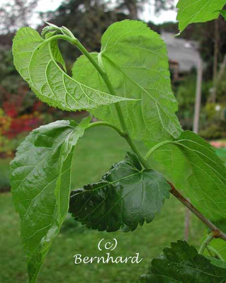 Morus_rubra_blatt.jpg