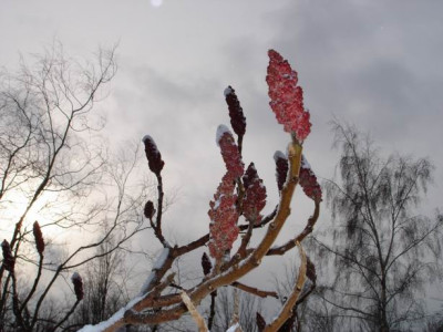 Essigbaum.JPG