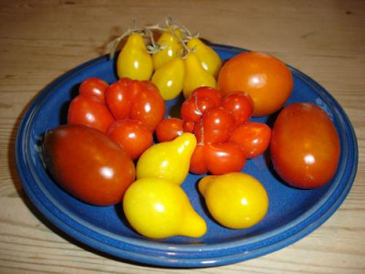 tomaten05.jpg