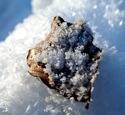 Blatt-mit-Kristallen.jpg