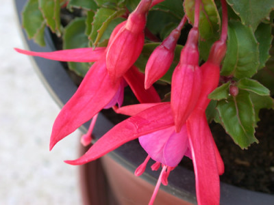 Fuchsie_HW_1479_94.jpg