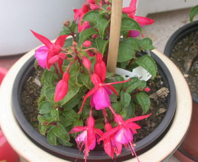 Fuchsie_HW_2593_88.jpg