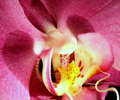 Orchidee-Makro-1.jpg
