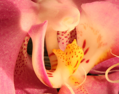 Orchidee-vergroert.jpg