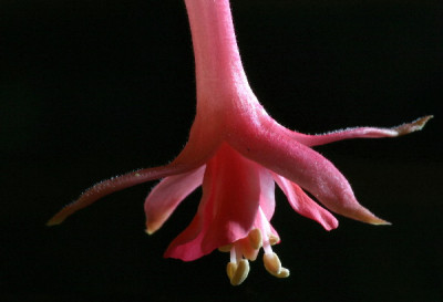 Fuchsie-Jan-1.jpg
