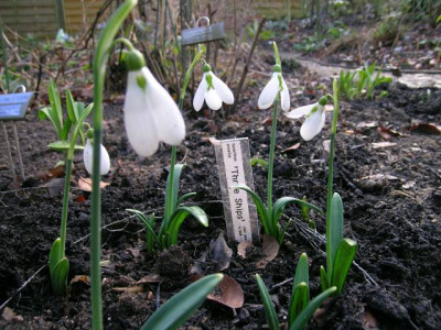 T-Galanthu18.1.2006_im_Garten_005.jpg