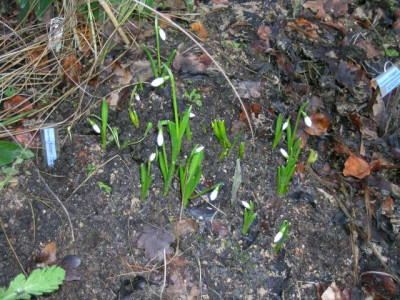 F_Galanthu18.1.2006_im_Garten_027.jpg