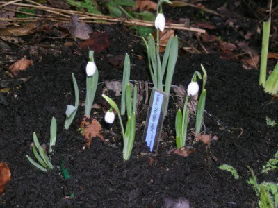 Fa_Galanthu18.1.2006_im_Garten_030.jpg