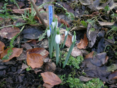 Mc_Galanthu18.1.2006_im_Garten_018.jpg