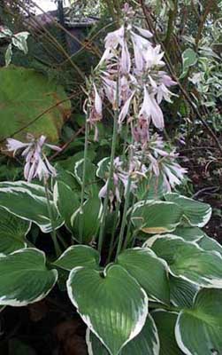 Hosta_fort.Albomagin.jpg