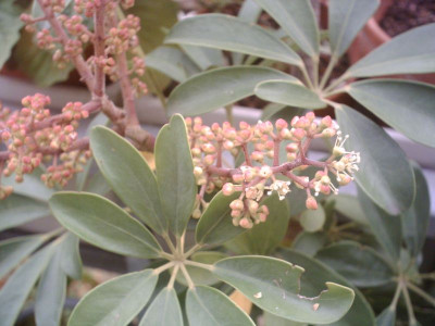 schefflera_mit_blute.jpg