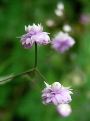 thalictrum_hewitt.jpg
