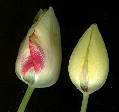 T.marjoletti_0405.jpg