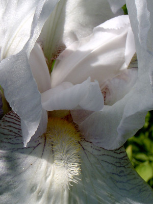 HP-Iris.jpg