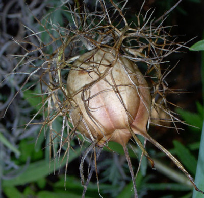 HP-Jungfer-im-Grunen.jpg