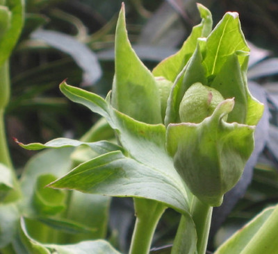 Helleborus_2_F.jpg