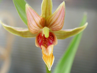 Epipactis_gigantea.jpg