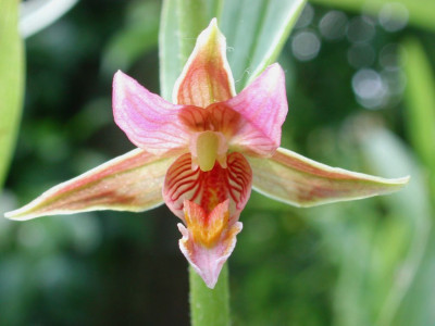Epipactis_Sabine_1.jpg