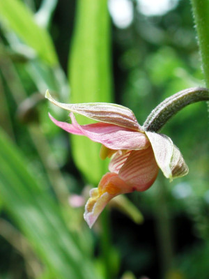 Epipactis_Sabine_2.jpg