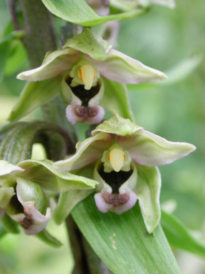 Epipactis_helleborine_Blute.jpg