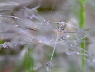 Regen-Gespinnst-4k.jpg