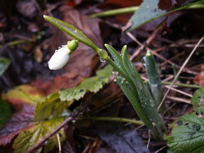 erster-Fruehlingsbote-01-06.jpg