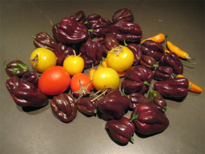 erntereste_20.jan.jpg