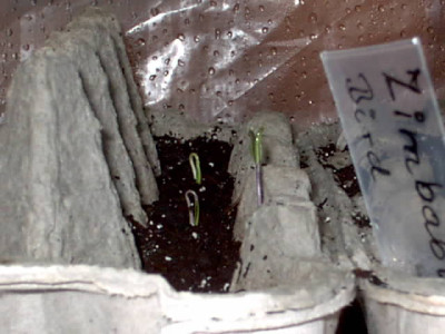 Chilies_20.01.06_002.jpg