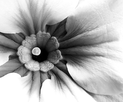 Primel_SW_1_20-01-06.jpg