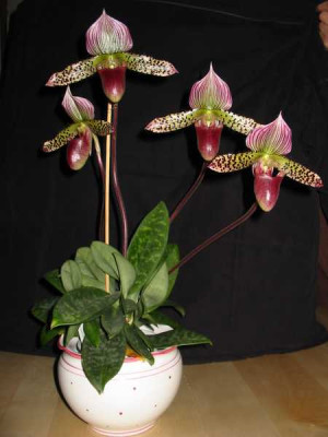 Paph3.JPG