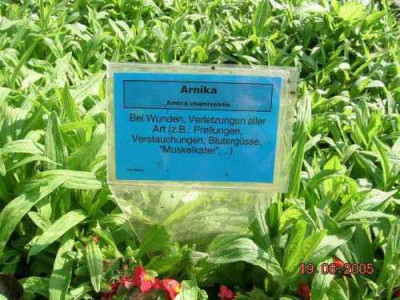Arnica_chamissonis.jpg